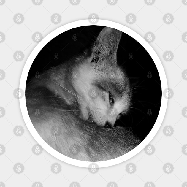 A licking cat in black and white Magnet by DisaLoka